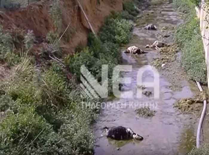 Επίθεση από αγέλη σκύλων δέχτηκαν αρνιά (video)