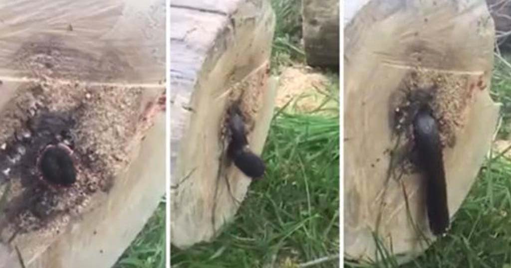 Έκοψε ένα δέντρο και βρήκε μέσα του έναν ζωντανό εφιάλτη (βίντεο)