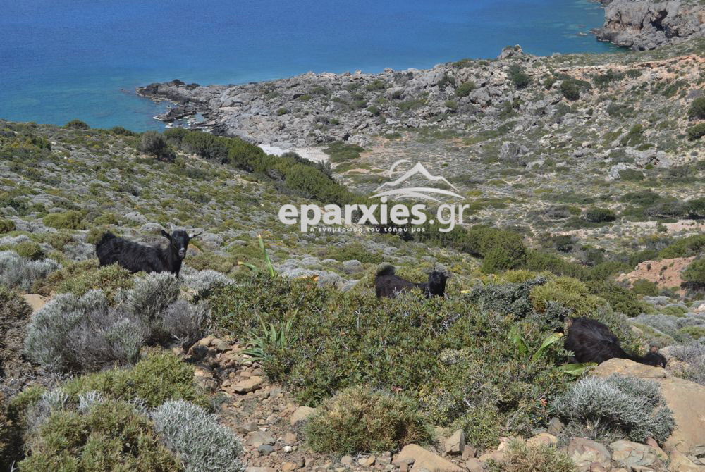 Αίγες που ποζάρουν ανέμελα στο Κεδρόδασος, δυστυχώς δεν γνωρίζουν το δίκτυο Natura 2000 εσείς;