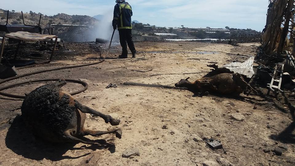 Σκηνές τρόμου στην Ιεράπετρα από την φωτιά, τα ζώα κάηκαν ζωντανά (σκληρές εικόνες) βίντεο
