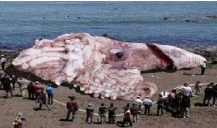 Ποια η αλήθεια για το γιγάντιο Καλαμάρι στις ακτές της Κρήτης;