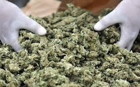 Συνελήφθη, 62χρονος -Κατασχέθηκαν 7 δενδρύλλια κάνναβης και περισσότερα από 400 γραμμάρια καπνού