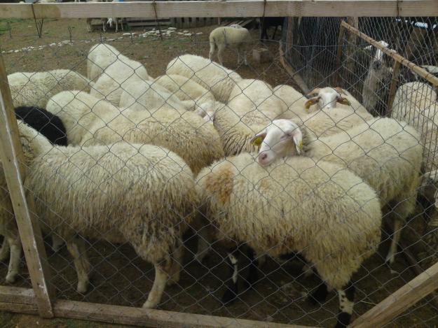 Εξιχνιάστηκε μια ακόμα ζωοκλοπή