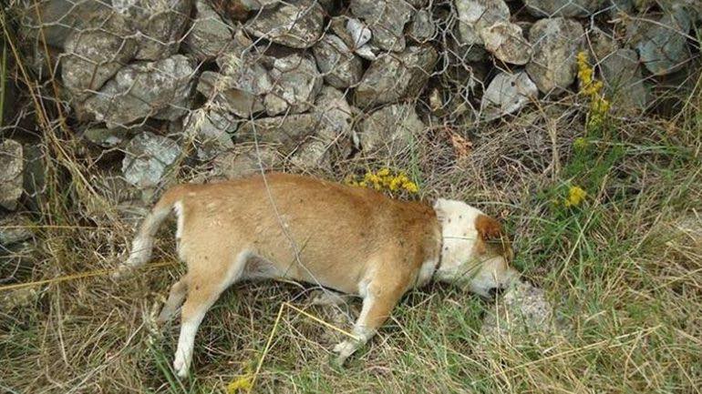 Γυναίκα σκόρπισε το θάνατο σε σκυλιά, πετάγοντας φόλες!