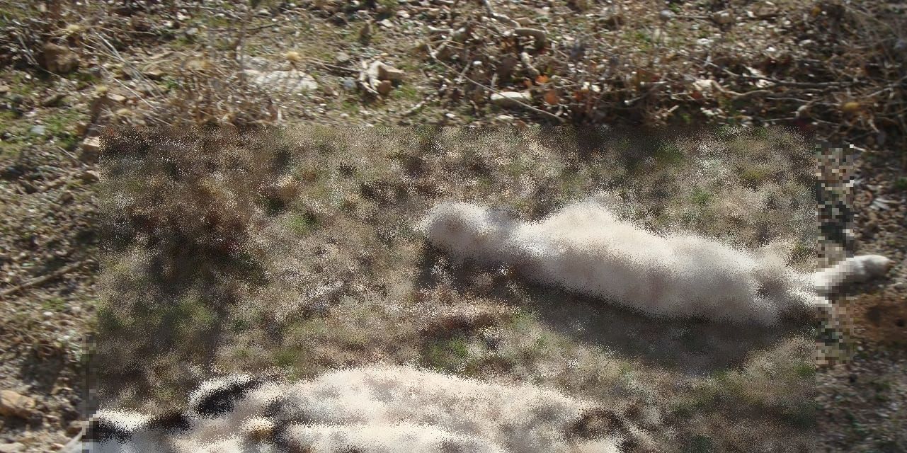 Κρήτη: Δεκάδες ζώα πνίγηκαν από την βροχή (φωτό)