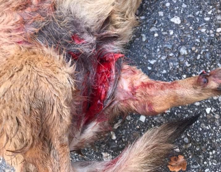 Αδέσποτο κατασπάραξε μικρή σκυλίτσα στα Χανιά – Ανατριχιαστικές φωτογραφίες