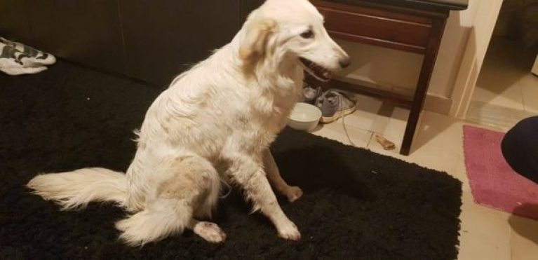 Εντοπίστηκε ο «κηδεμόνας» του σκύλου που σερνόταν στην άσφαλτο – Πως δικαιολογήθηκε στις αρχές