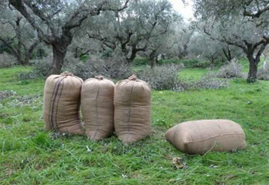 elies Ελαιοκλοπή στην Κρήτη Τους ράβδισαν 75 ρίζες ελιές!