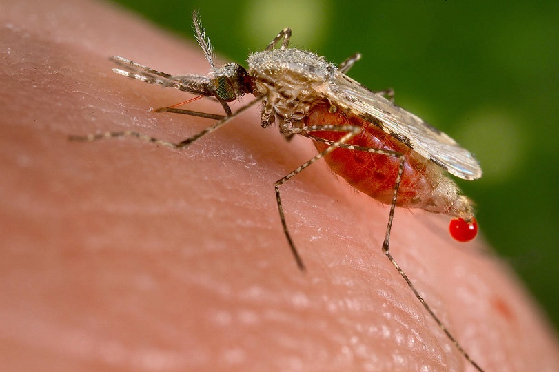 18047803_web1_MOSQUITO ιός δυτικού νείλου
