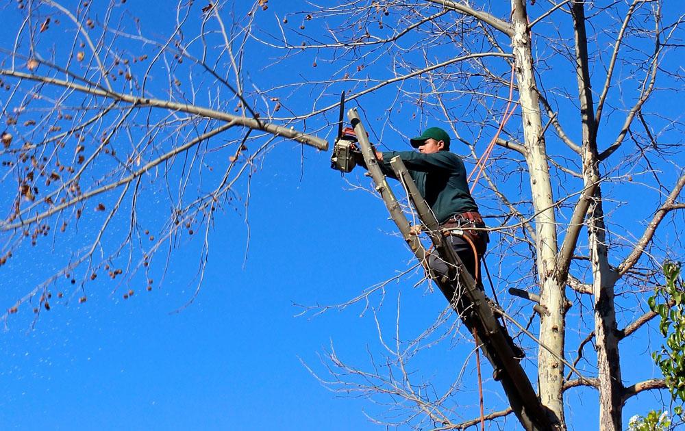Χανιά | Κλαδέματα τη Δευτέρα 17/11 από τον Δήμο – Δείτε σε ποιούς δρόμους και οπλιστείτε με υπομονή!