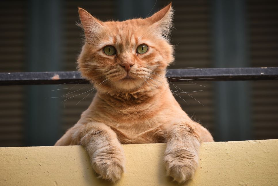 gata