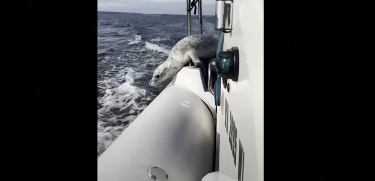 Μια φώκια μα … ποια φώκια – Σκαρφαλώνει σε σκάφος για να σωθεί από τις όρκες | Βίντεο