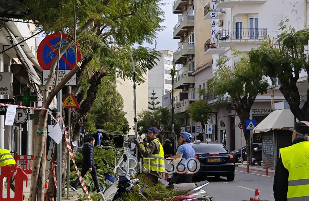 klademata_kladia_xania_kydonias_3